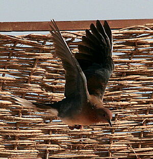 Laughing Dove