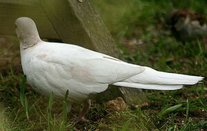 African Collared Dove