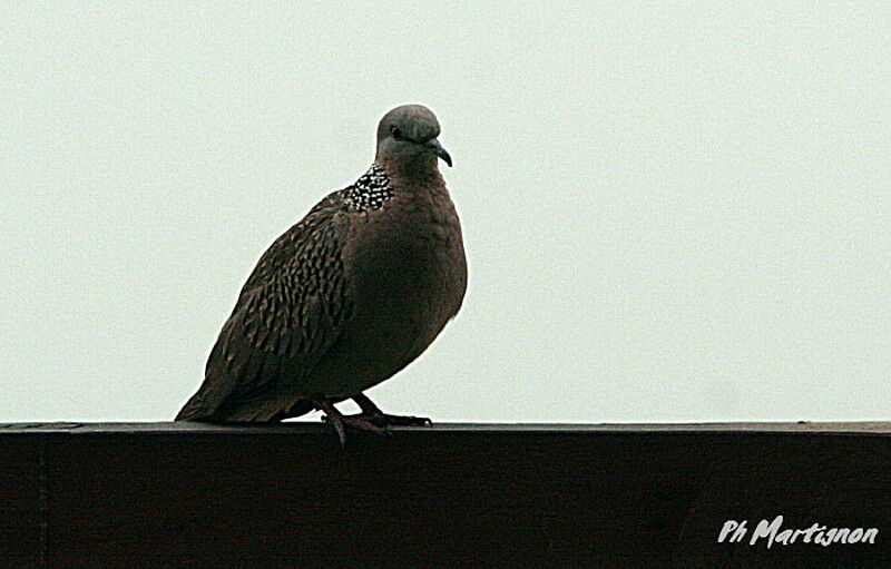 Spotted Dove, identification
