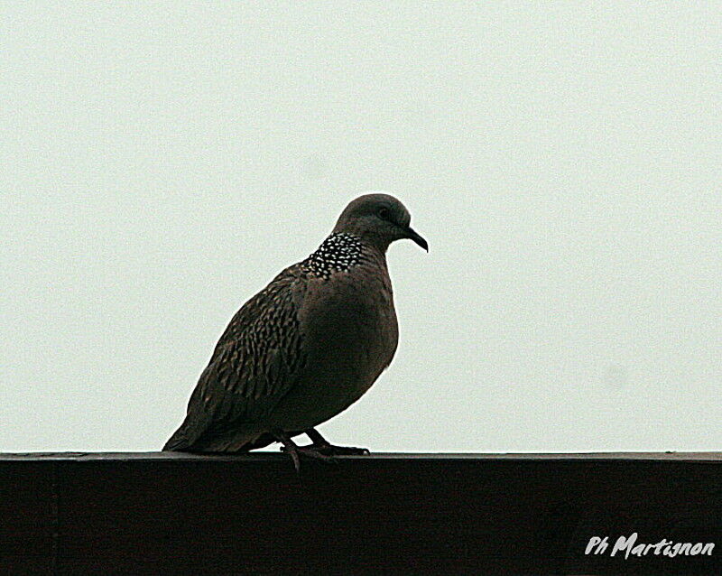 Spotted Dove, identification