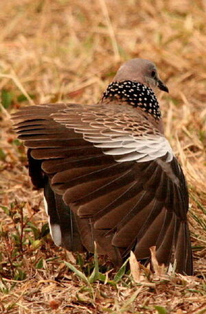 Spotted Dove