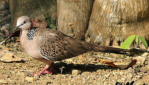 Spotted Dove