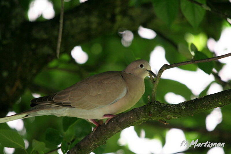 Eurasian Collared Dove, identification