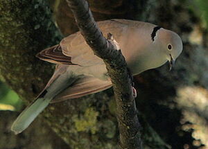 Eurasian Collared Dove