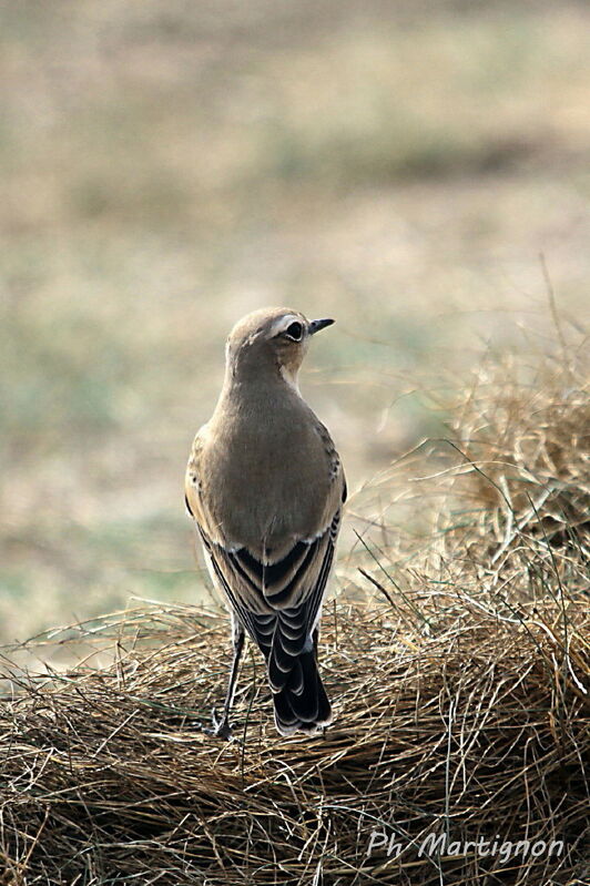 Northern Wheatear female, identification
