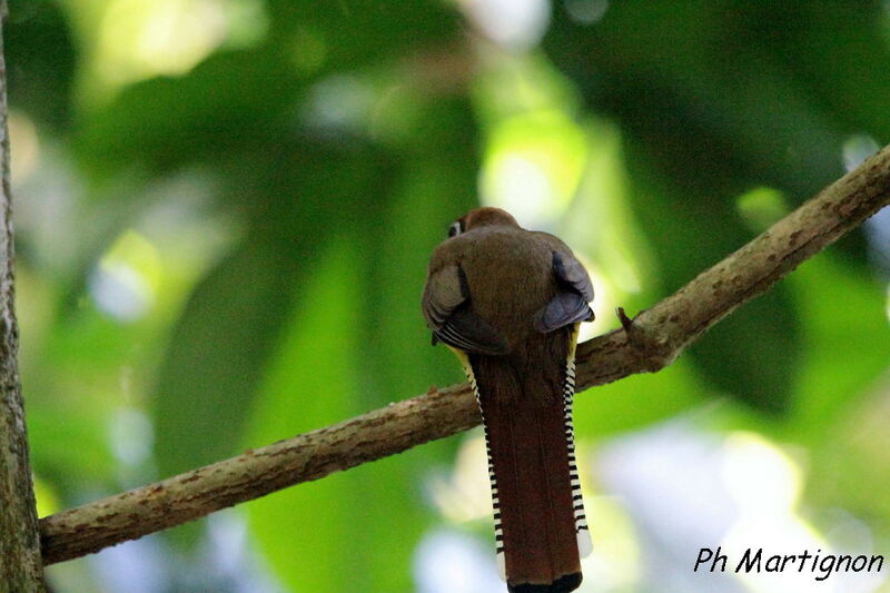 Amazonian Black-throated Trogon female, identification