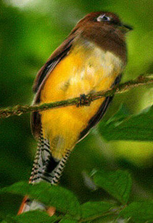 Trogon violac�