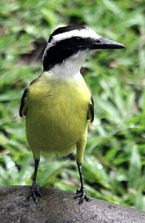 Great Kiskadee