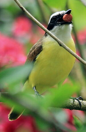 Great Kiskadee