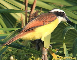 Great Kiskadee