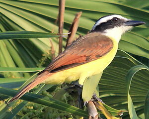 Great Kiskadee