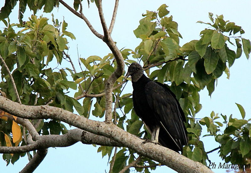 Black Vulture