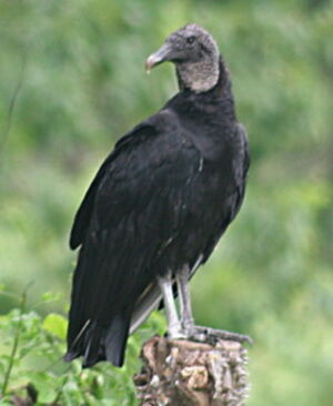 Urubu noir