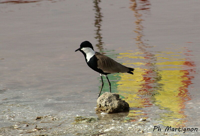 Spur-winged Lapwing, identification