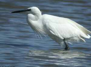 Aigrette garzette 
&copy; Philippe Pulce