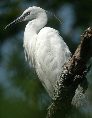 Aigrette garzette 
&copy; Philippe Pulce