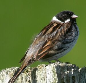 Common Reed Bunting 
&copy; Philippe Pulce