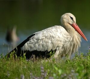 Cigogne blanche