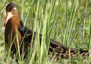 Combattant vari�
