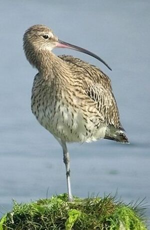 Eurasian Curlew 
&copy; Philippe Pulce