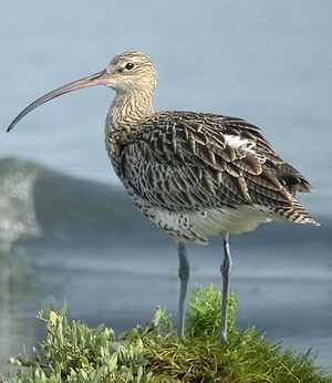 Eurasian Curlew 
&copy; Philippe Pulce
