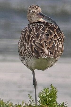 Eurasian Curlew 
&copy; Philippe Pulce
