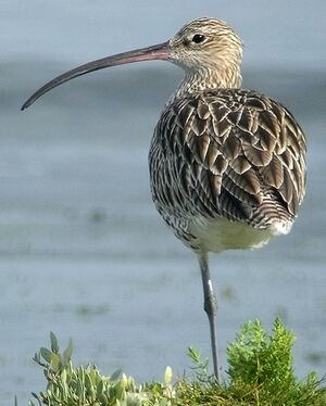 Eurasian Curlew 
&copy; Philippe Pulce