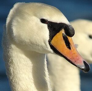 Cygne tubercul�