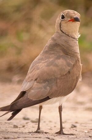Collared Pratincole 
&copy; Philippe Pulce