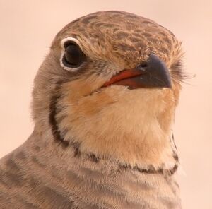 Collared Pratincole 
&copy; Philippe Pulce