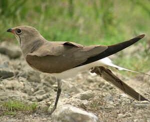 Collared Pratincole 
&copy; Philippe Pulce