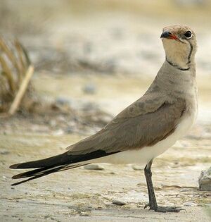 Collared Pratincole 
&copy; Philippe Pulce