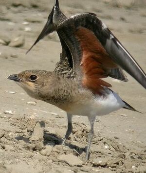 Collared Pratincole 
&copy; Philippe Pulce