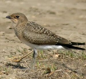 Collared Pratincole 
&copy; Philippe Pulce