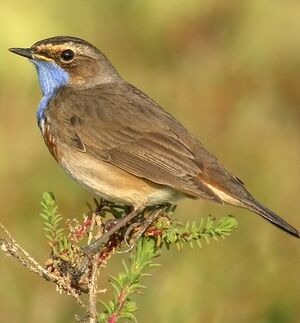 Bluethroat 
&copy; Philippe Pulce