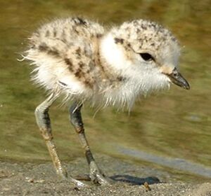 Kentish Plover