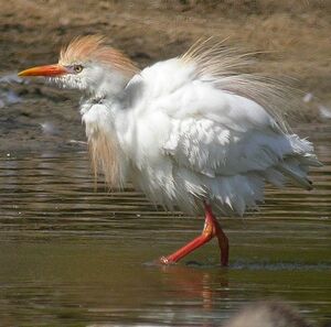 Western Cattle Egret 
&copy; Philippe Pulce