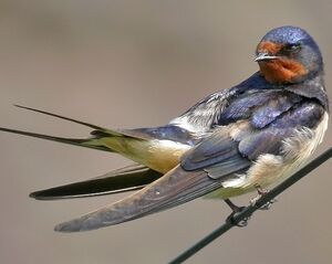 Barn Swallow 
&copy; Philippe Pulce