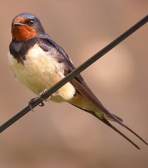 Barn Swallow 
&copy; Philippe Pulce