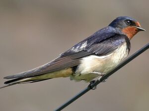 Barn Swallow 
&copy; Philippe Pulce