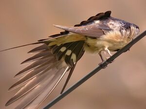 Barn Swallow 
&copy; Philippe Pulce