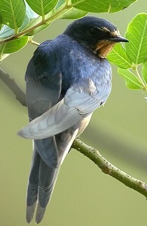 Barn Swallow 
&copy; Philippe Pulce