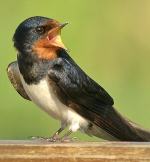 Barn Swallow 
&copy; Philippe Pulce