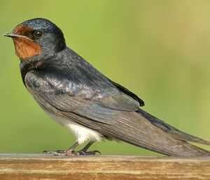Barn Swallow 
&copy; Philippe Pulce
