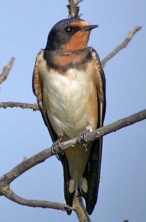 Barn Swallow 
&copy; Philippe Pulce