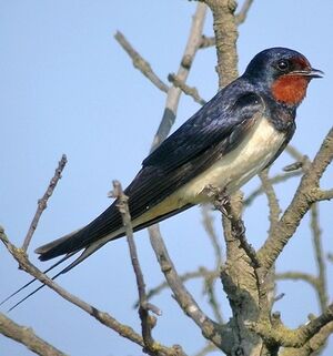 Barn Swallow 
&copy; Philippe Pulce