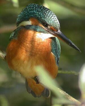 Common Kingfisher 
&copy; Philippe Pulce