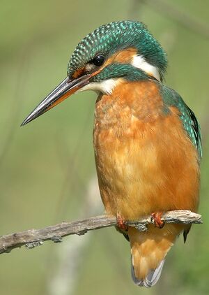 Common Kingfisher 
&copy; Philippe Pulce