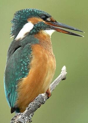 Common Kingfisher 
&copy; Philippe Pulce