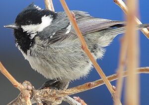 Coal Tit 
&copy; Philippe Pulce